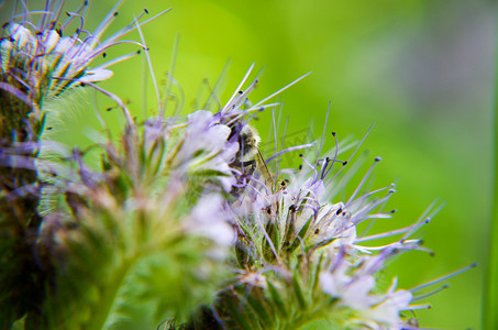 插画丹顶鹤摄影照片_phacelia 花 tanacetifolia 和卑微的蜜蜂的特写镜头收集花蜜