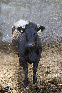 年轻的黑牛在马厩里用新鲜的稻草