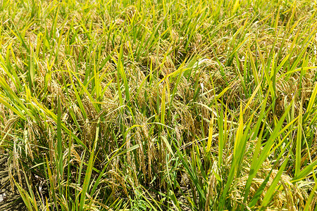 水稻草甸