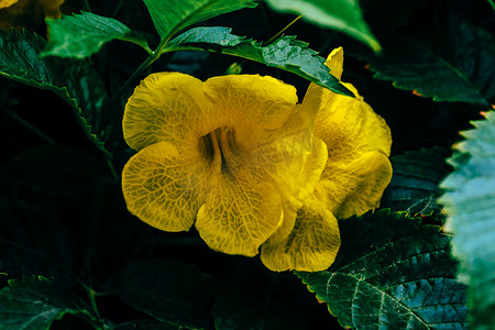 小号藤摄影照片_喇叭藤的黄色花朵