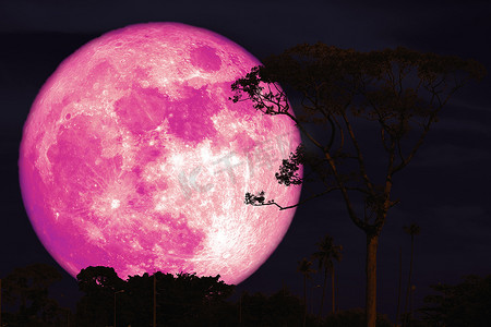 巴克粉红色的月亮在夜晚的红色天空背面剪影树
