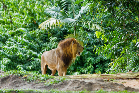 丛林中的狮子 (Panthera leo)。