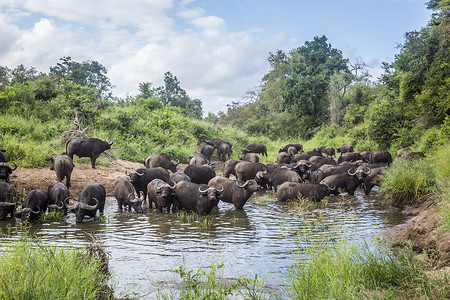 南非克鲁格国家公园的非洲水牛
