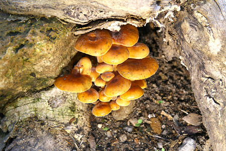 昆虫蘑菇摄影照片_地上的蘑菇