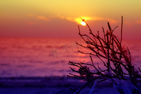 日落在海上五颜六色的天空和干燥的树枝棕榈树塑料垃圾