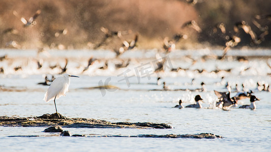 加州萨克拉门托河上的白鹭或苍鹭
