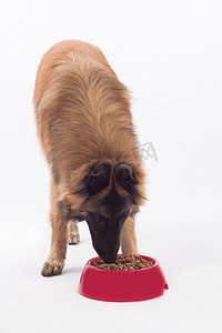 比利时牧羊犬，Tervuren 狗小狗吃