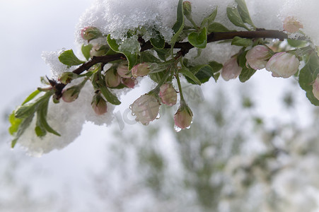 春天气候摄影照片_覆盖新鲜的桃红色苹果树开花的春天雪