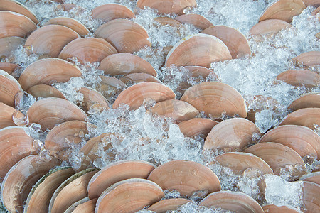 蒸扇贝摄影照片_用于烹调食物的扇贝壳