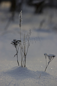 下雪植物摄影照片_冻干植物