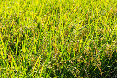 成熟水稻摄影照片_水稻草甸