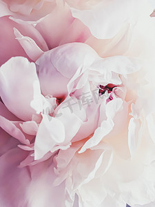 牡丹花抽象摄影照片_粉色牡丹花作为假日品牌的抽象花卉背景