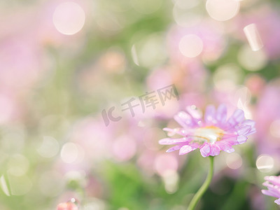粉色小花摄影照片_绿色背景中雨滴特写的粉色小花