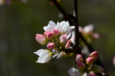 树枝上的樱桃粉色花蕾