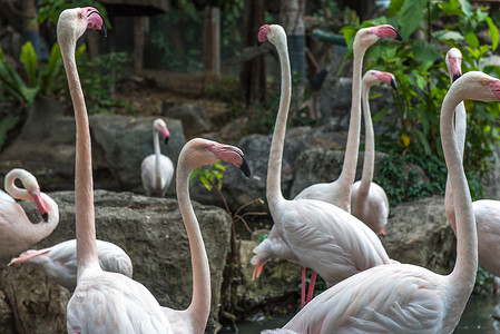 清迈动物园的粉红色火烈鸟群