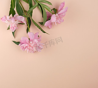 桃色背景上盛开的粉色牡丹花蕾，空旷的空间