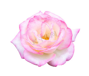 美丽甜美的白色混合粉红色玫瑰花朵上白色 bac 孤立