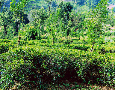 斯里兰卡努瓦拉埃利亚附近茶园的美丽景色