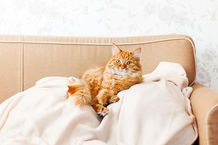 可爱的姜黄色猫躺在米色沙发上。