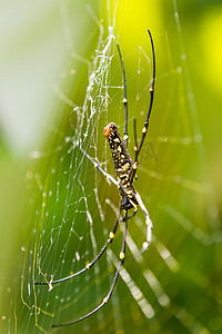 北金球织布工或巨型金球织布工 (Nephila pilipes)，腹侧。