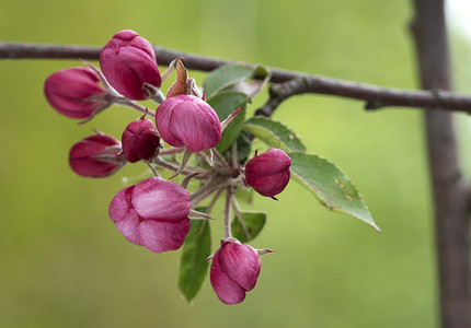 春天水果摄影照片_春天花园里盛开的粉红色海棠树。