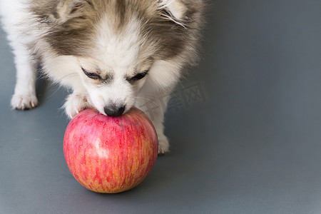 狗狗吃东西摄影照片_特写可爱的波美拉尼亚狗在灰色背景下吃红苹果，