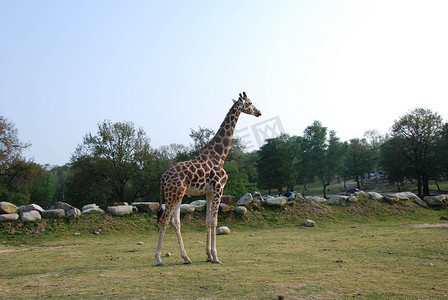 意大利公园里的长颈鹿
