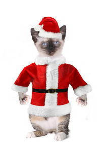 猫咪纹身图案摄影照片_身穿圣诞老人套装的暹罗猫