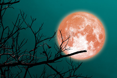 夜空中的超级橙色月亮和剪影树枝