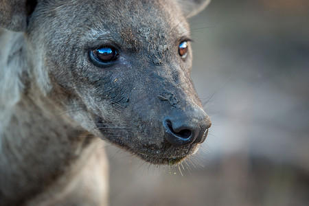 克鲁格河中斑点鬣狗的侧面图。