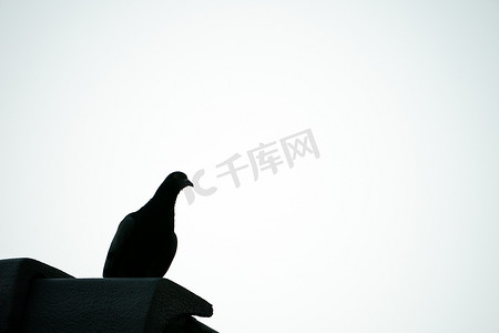 鸽子剪影摄影照片_剪影在天空中飞翔的鸽子鸟。