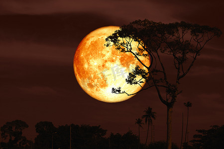 夜红天背侧影树上的满超级巴克月亮