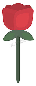 玫瑰花矢量花摄影照片_红玫瑰花，插图，白色背景上的矢量