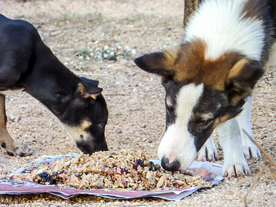 两只流浪狗在吃东西