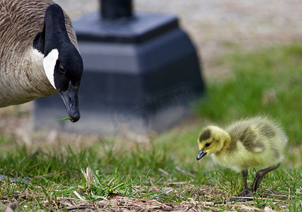 最美丽的妈妈摄影照片_加拿大鹅和他妈妈的小鸡的美丽形象