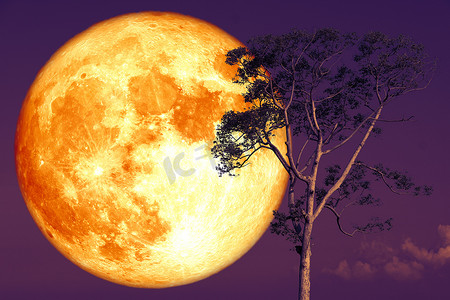 夜空中的超级玫瑰月亮回到剪影树上