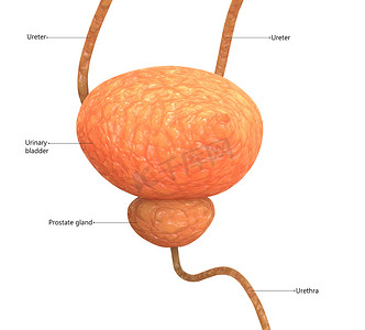 人体泌尿系统膀胱描述与标签解剖