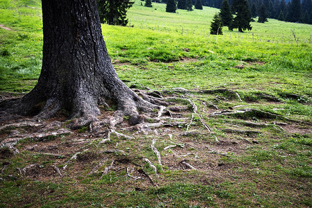 有根的树摄影照片_有根的粗云杉树干