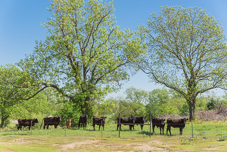 和牛摄影照片_德克萨斯农场在春天与黑牛和矢车菊 wildfl