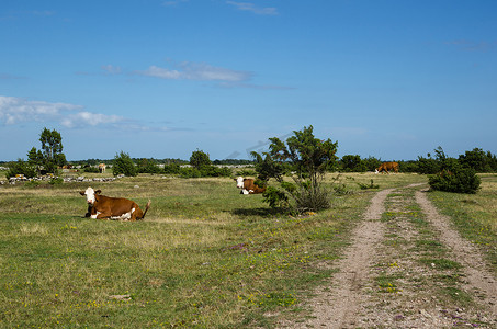 奶牛休息摄影照片_在一条土路旁休息牛