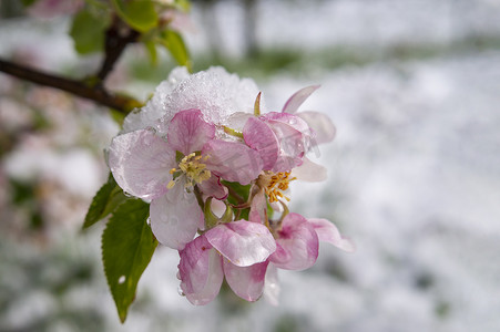 覆盖新鲜的桃红色苹果树开花的春天雪