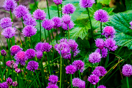 花园里的一群韭菜紫花