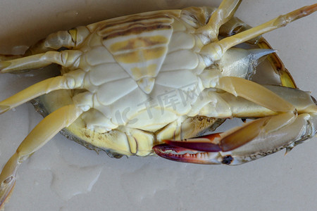 外骨骼摄影照片_蓝甘露蟹、沙蟹的腹面观。