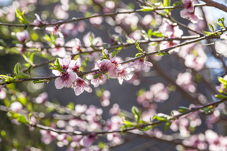 桃花开春 19