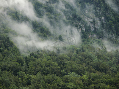 奥地利阿尔卑斯山凉爽降雨后的森林水蒸汽