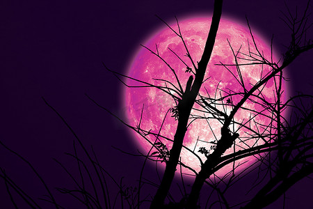 夜空中的超级黑暗收获粉红色月亮背干树枝