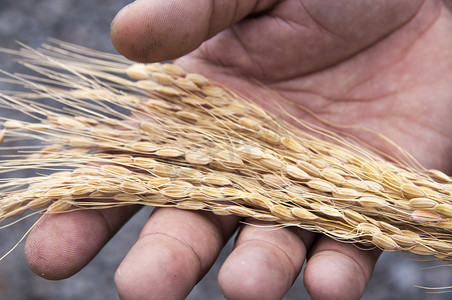 成熟水稻摄影照片_农民手上水稻种子的特写