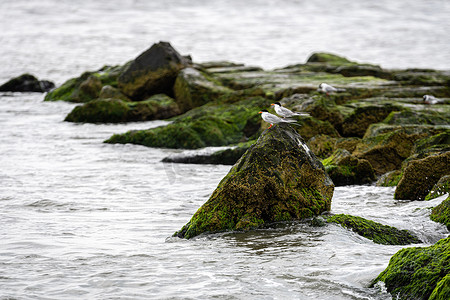 海岸上覆盖着海草和泥土的岩石上的鸟类