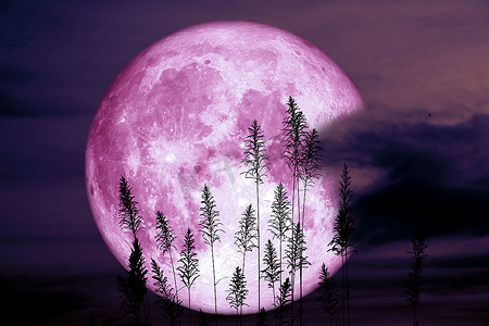 夜红天背剪影树上的超级鲟鱼月亮