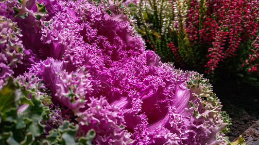 紫绿色和红色巨大的花在小花园里